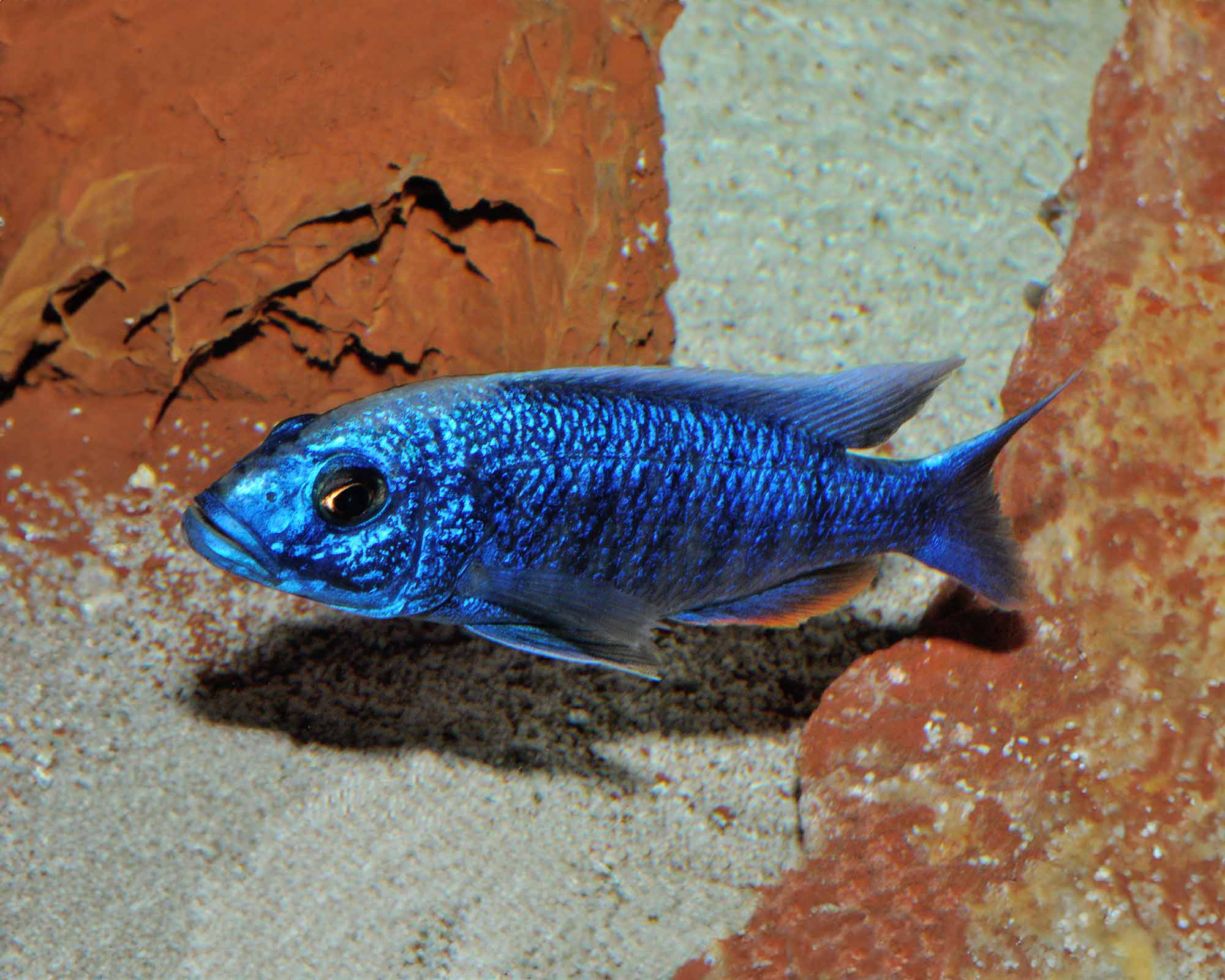 Azur Cichlid (Sciaenochromis fryeri) Care Guide